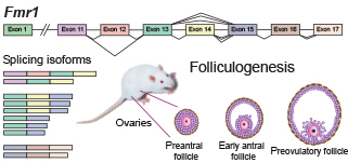 Graphical Abstract Image