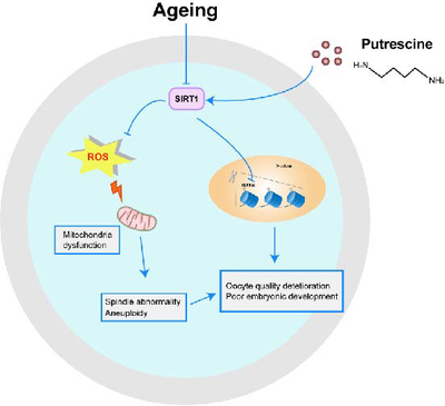 Graphical Abstract Image