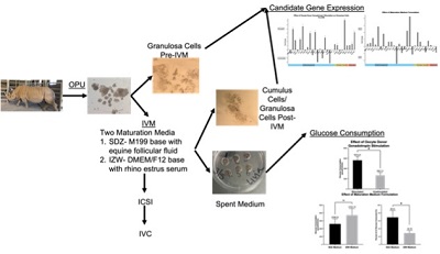 Graphical Abstract Image