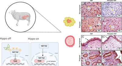 Graphical Abstract Image