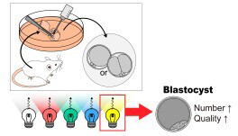 Graphical Abstract Image