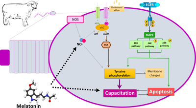 Graphical Abstract Image