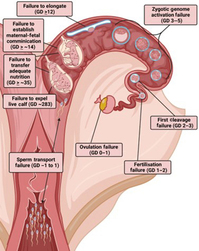 Graphical Abstract Image