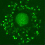 Graphical Abstract Image