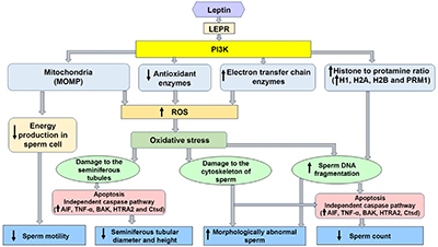 graphical abstract image