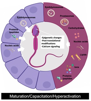 Graphical Abstract Image