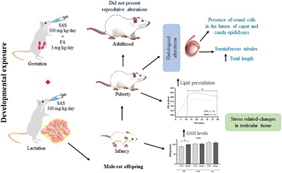 Graphical Abstract Image