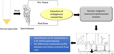Diagram showing how human spermatozoa were processed, then analysed by NMR to identify 23 intracellular metabolites.