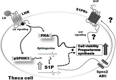 Graphical Abstract Image