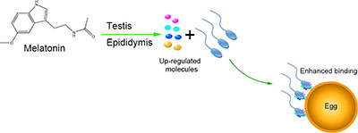 Graphical Abstract Image