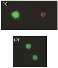 Graphical Abstract Image