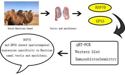 Graphical Abstract Image