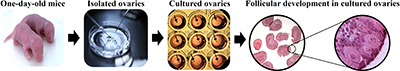 Flowchart showing the procedure for isolating cultured ovaries for studying follicular development.