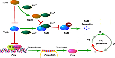 Diagram illustrating the proposed working model for Tspyl5-promoted spermatogonia proliferation.