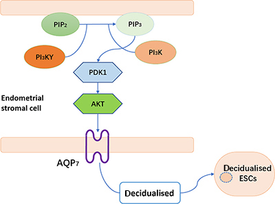 Diagram showing role of AQP7 in decidualisation of ESCs.