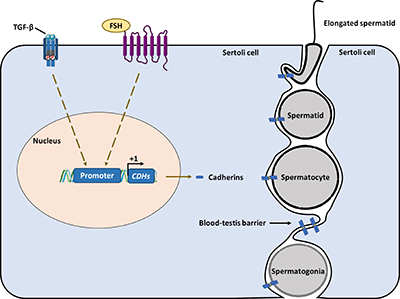 Simplified schematic showing the regulation of cadherins in the testis.