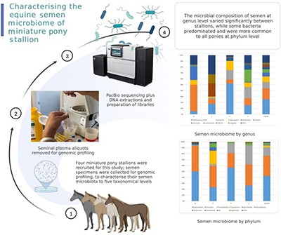 Diagram summarising how the equine semen microbiome of miniature pony stallions was characterised.