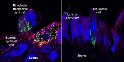 Stained image of the ovine placental-uterine interface.