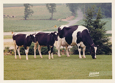 Holstein cow and identical twins produced by embryo splitting.