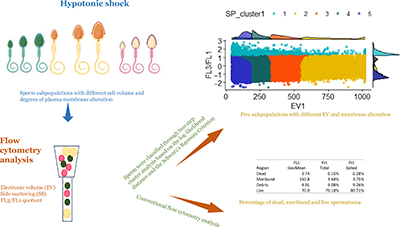 Superior identification of sperm subpopulations via cluster analysis with flow cytometry than with typical dot plots.