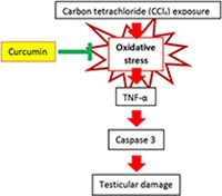 Illustration of the oxidative stress of carbon tetrachloride exposure and its mitigation by curcumin.