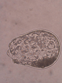 Bovine D7 hatching IVP embryo (credit to Daniel Le Bourhis, INRAE, France)
