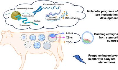 Diagram of cow, embryos, and molecular and cellular programs, showing the aims of the review, described in the summary text.