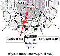 Diagram showing oocytes with increased intracellular glutathione as a result of a reducing medium.