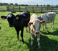 Photograph of Holstein Friesian calves, non-edited (left) and precision genome-edited for light coat colour (right).