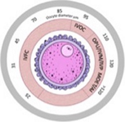 Diagram showing the relationship between embryo technologies and oocyte growth stage