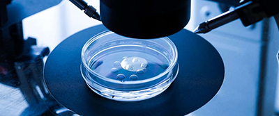 Photograph of petri dish with dots of embryo culture medium.