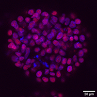 Image of bovine embryonic stem cells grown as aggregates, stained using anti-CT4 antibody and nuclear staining (DAPI).