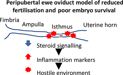 Peripubertal ewe oviduct model of reduced fertilisation and poor embryo survival.