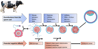 Contributors and potential negative effects of sire to preimplantation embryonic development.