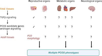 Illustration of possible involvement of transforming growth factor beta in the aetiology of polycystic ovary syndrome.