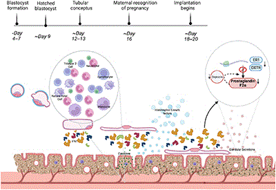 Diagram of the function of the bovine endometrium during the peri-implantation period of pregnancy.