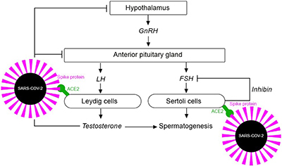 The male reproductive system and the mechanism of SARS-COV-2 entering cells.