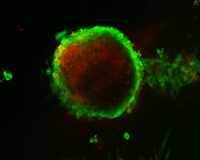 High-magnification photograph of a testicular organoid.