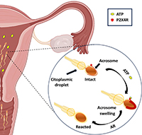 Diagram showing how ATP contributes to acrosome reaction in spermatozoa