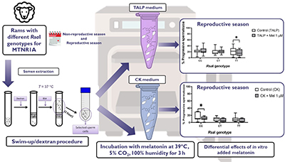 Experimental design for testing the influence of melatonin on ram spermatozoa with RsaI polymorphism of the MTNR1A gene