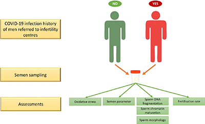 COVID-19 infection increases the oxidative stress and reduces the semen quality, thus reducing the fertility potential.