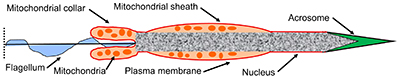 Cross-section of an anuran sperm showing the position of mitochondria