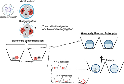 Diagram depicting blastomere complementation and cell lineage specification following multiple passaging of bovine IVF embryos.