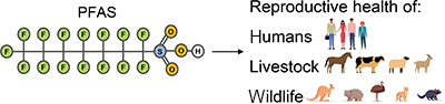 Chemical structure of Poly and per-fluoroalkyl substances and their impact on reproduction in humans and animals.