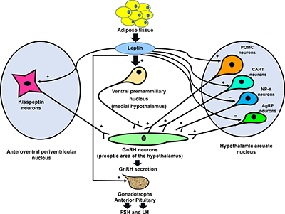 A diagram depicting the probable mechanism of leptin-induced increases in FSH and LH release.