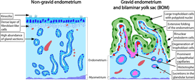 Sketch of light micrographs of non-gravid endometrium (left) and gravid endometrium (right).