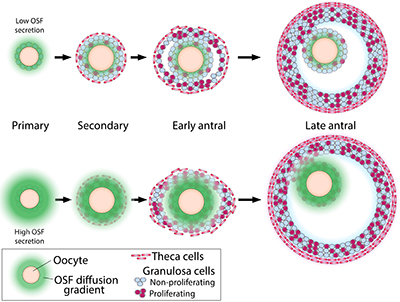 A diagram showing morphogenetic gradients of oocyte-secreted factors.
