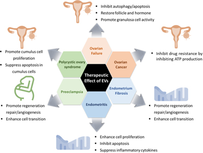 Schematic illustration showing the therapeutic effects of extracellular vesicles on reproductive disorders.