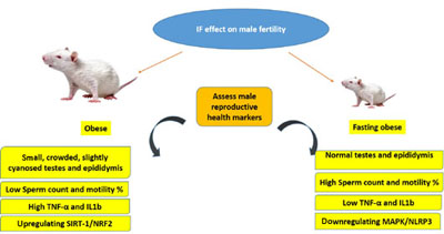 A schematic showing the effect of intermittent fasting on male fertility in rat.