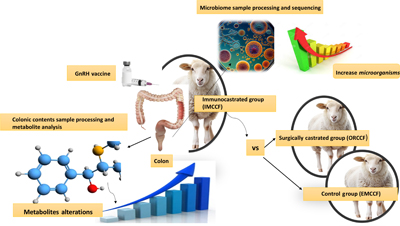 Illustration of GnRH immunocastration effect on microbiota and metabolism in Xizang sheep
